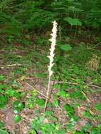 Image of Checkered rattlesnake plantain