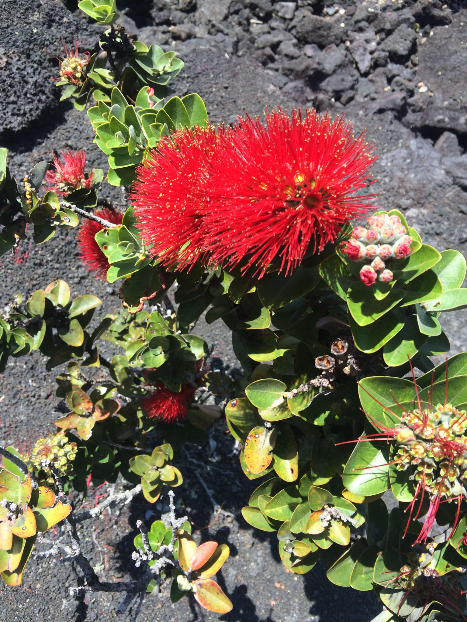 Image of 'ohi'a lehua