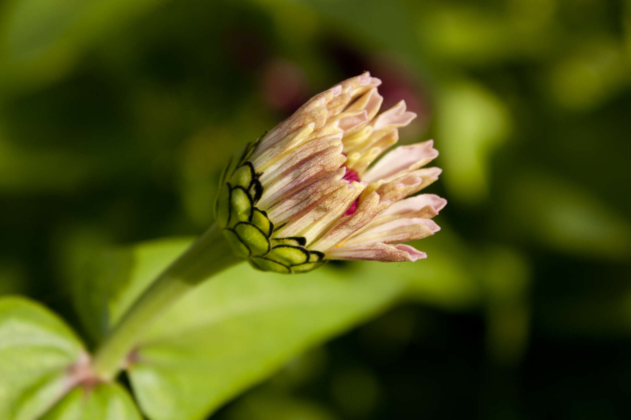 Image of narrowleaf zinnia