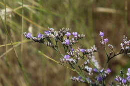 Image de Limonium sareptanum (A. Becker) Gams