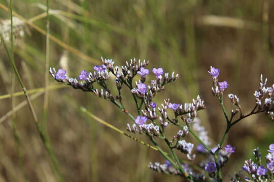 Image de Limonium sareptanum (A. Becker) Gams