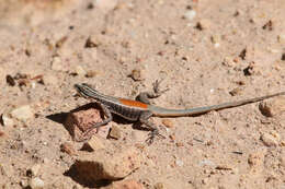 Image of Tropidurus helenae (Manzani & Abe 1990)