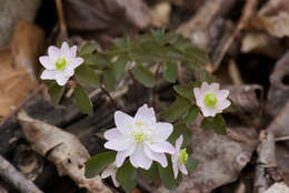 Image of Rue-Anemone