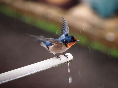 Image of Pacific Swallow