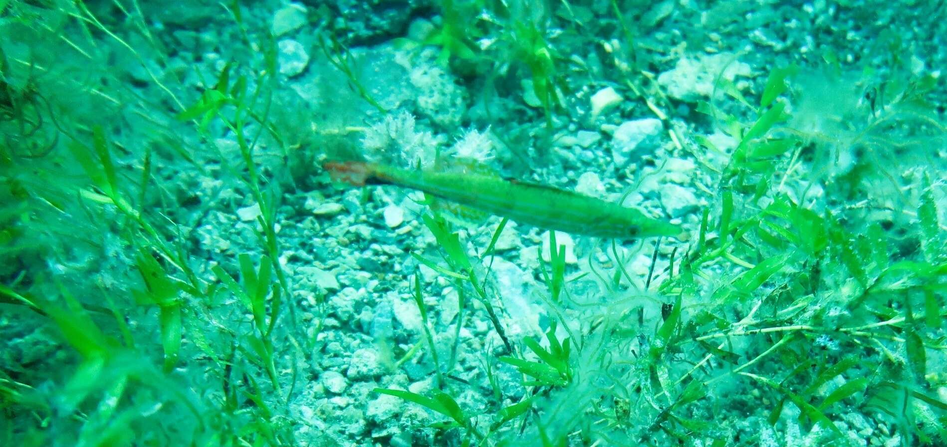 Image of Sharp-nose rockwhiting