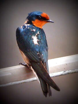 Image of Pacific Swallow