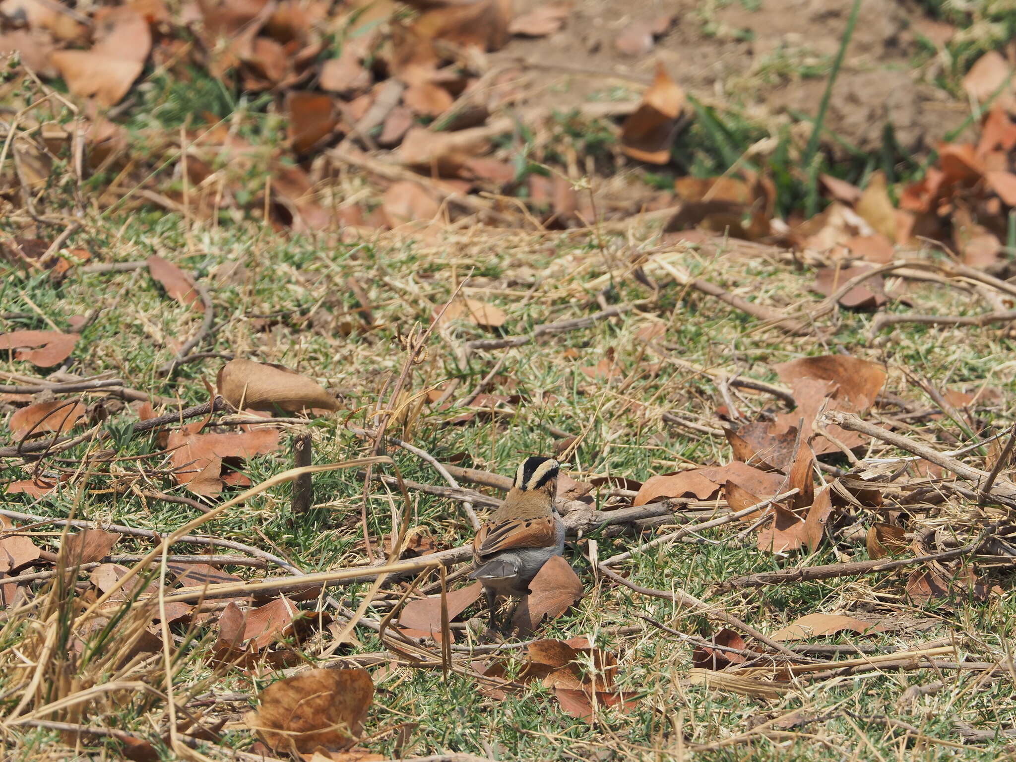 Image of Black-crowned Tchagra