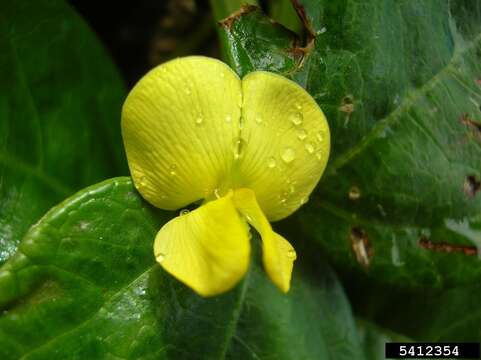 Imagem de Vigna marina (Burm.) Merr.