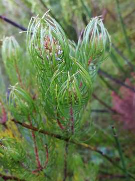 Image of Spatalla setacea (R. Br.) Rourke