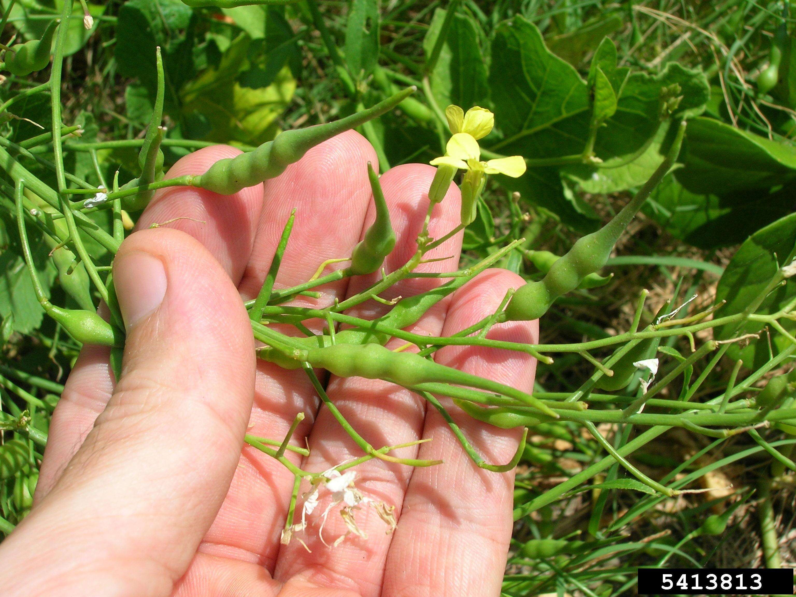 Image of wild radish