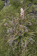 Image of Dracophyllum milliganii Hook.