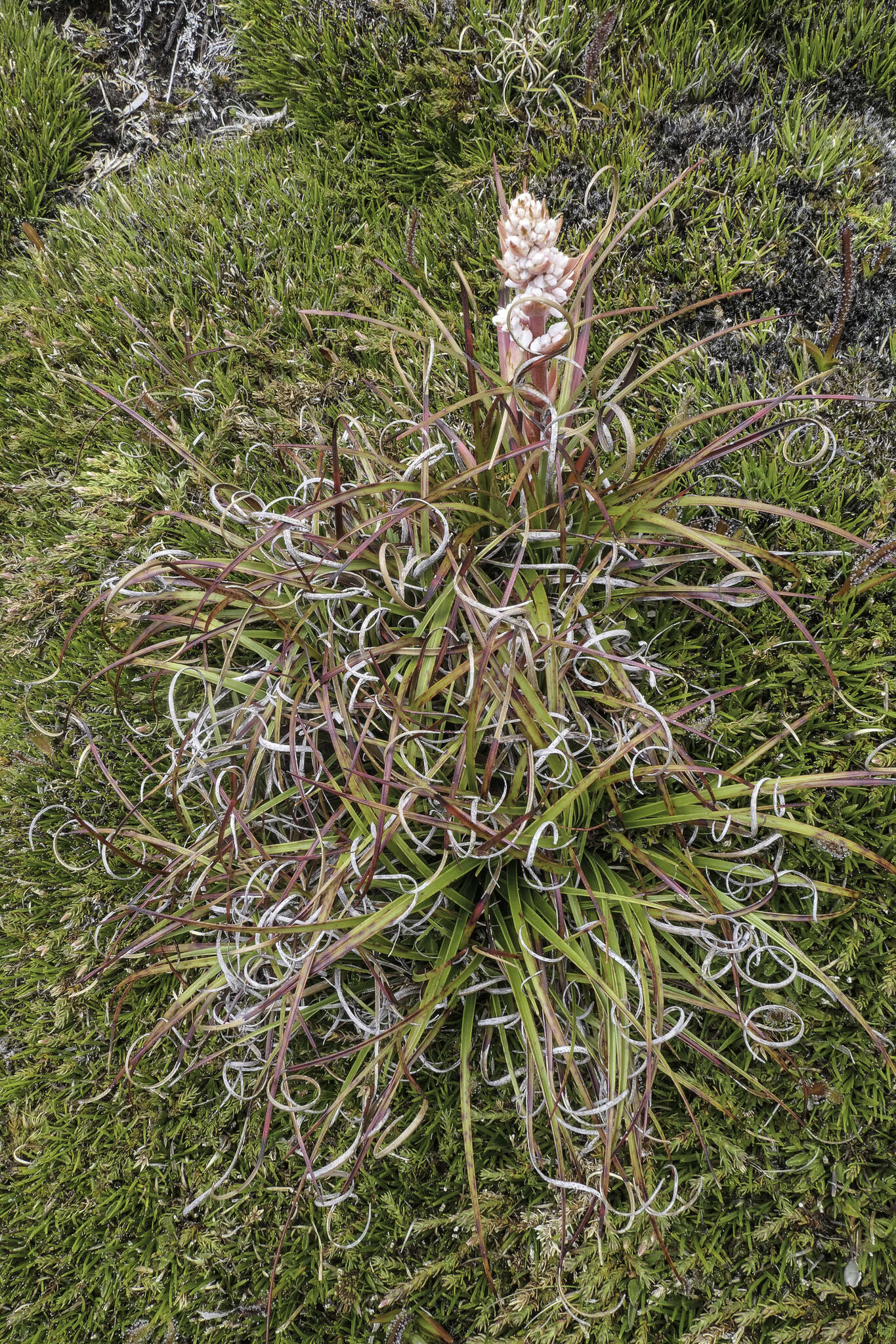 Image of Dracophyllum milliganii Hook.