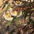 Image of Gooseberry Mallee