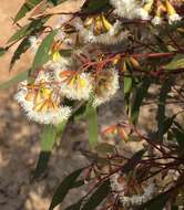 Image of Gooseberry Mallee