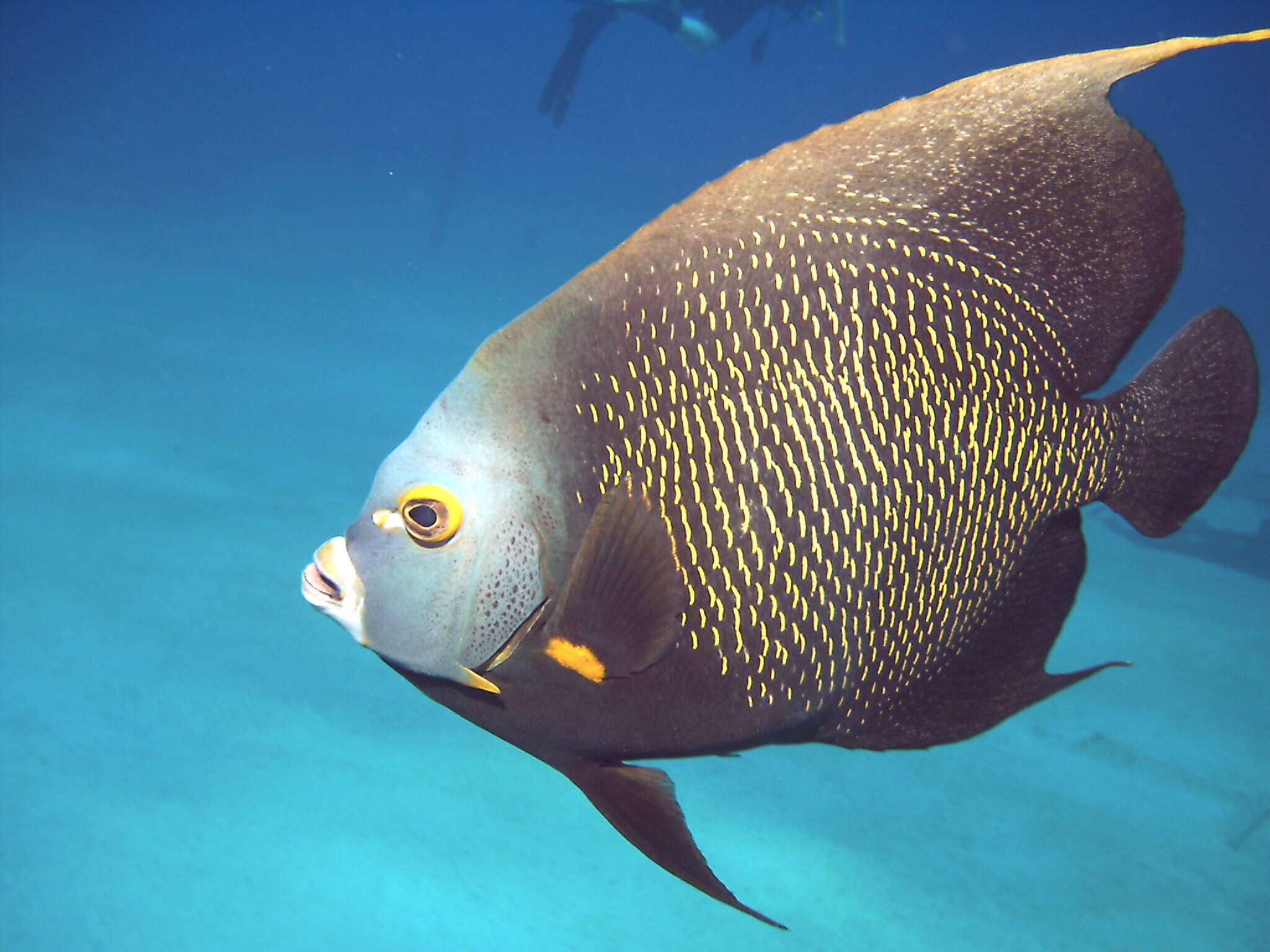 Image of Angelfish