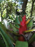 Image of Tillandsia imperialis É. Morren ex Roezl