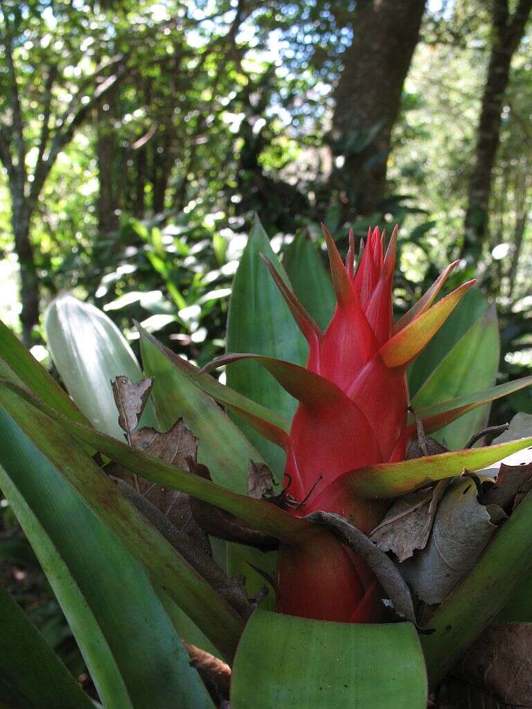 Tillandsia imperialis É. Morren ex Roezl的圖片