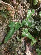 Image of Lindsaea vieillardii Mett.