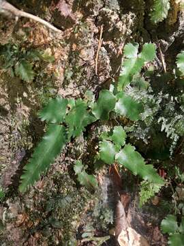 Image of Lindsaea vieillardii Mett.