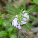 Sivun Salvia engelmannii A. Gray kuva