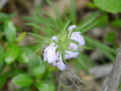 Sivun Salvia engelmannii A. Gray kuva