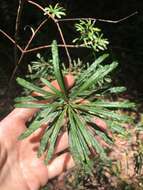 Imagem de Banksia spinulosa var. collina (R. Br.) A. S. George