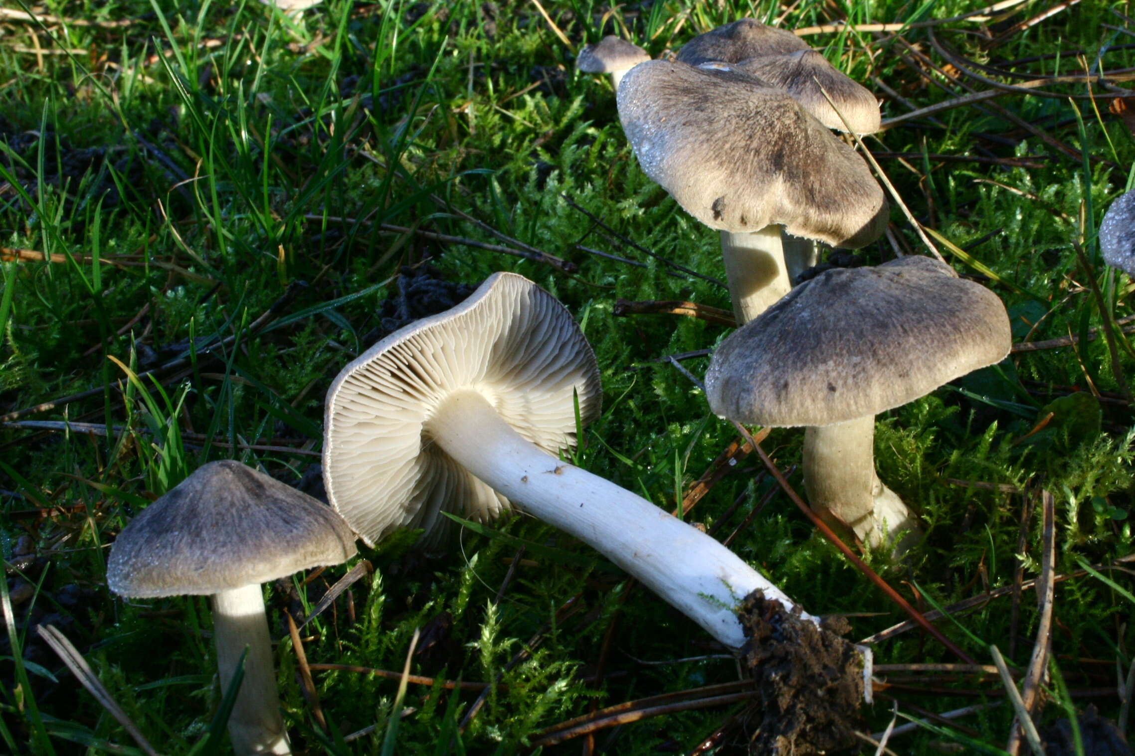 Image of Grey Agaric