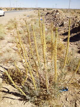 Image of Reseda villosa Coss.