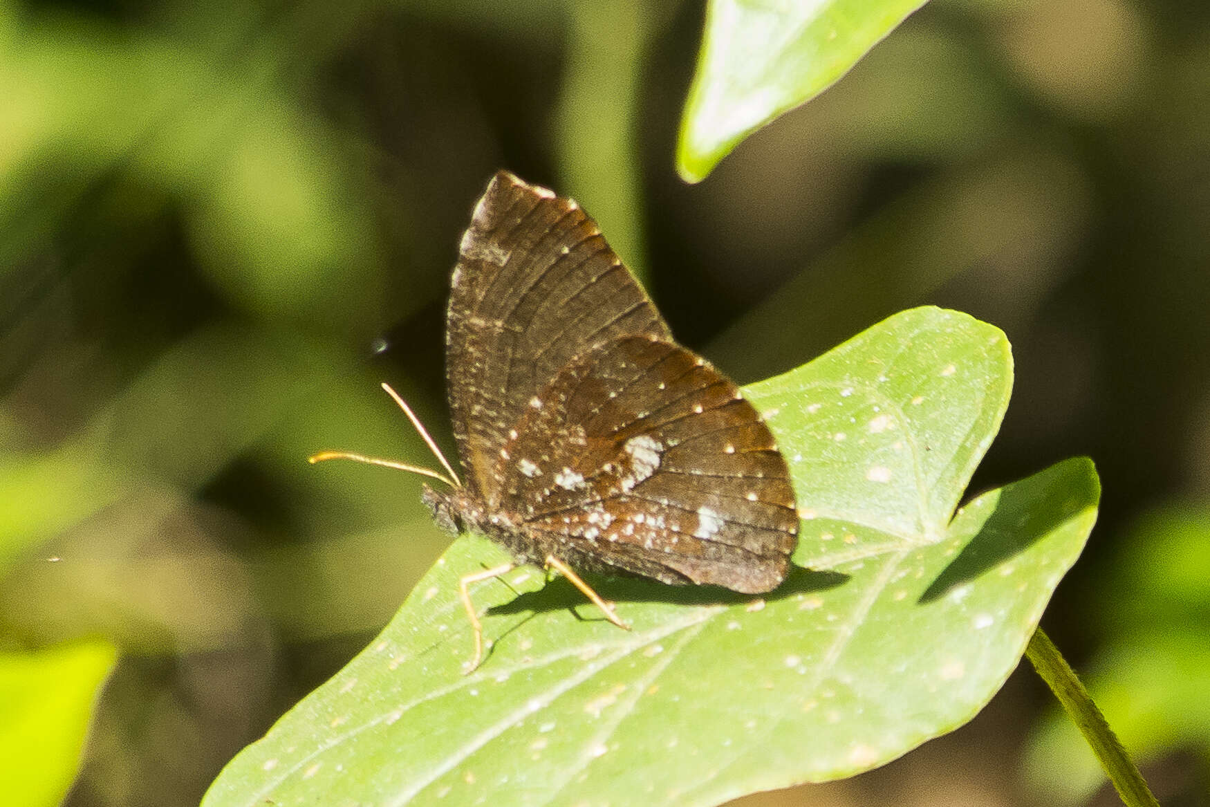 Image of Godartiana muscosa Butler 1870