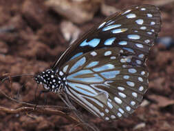 Image of Tirumala septentrionis