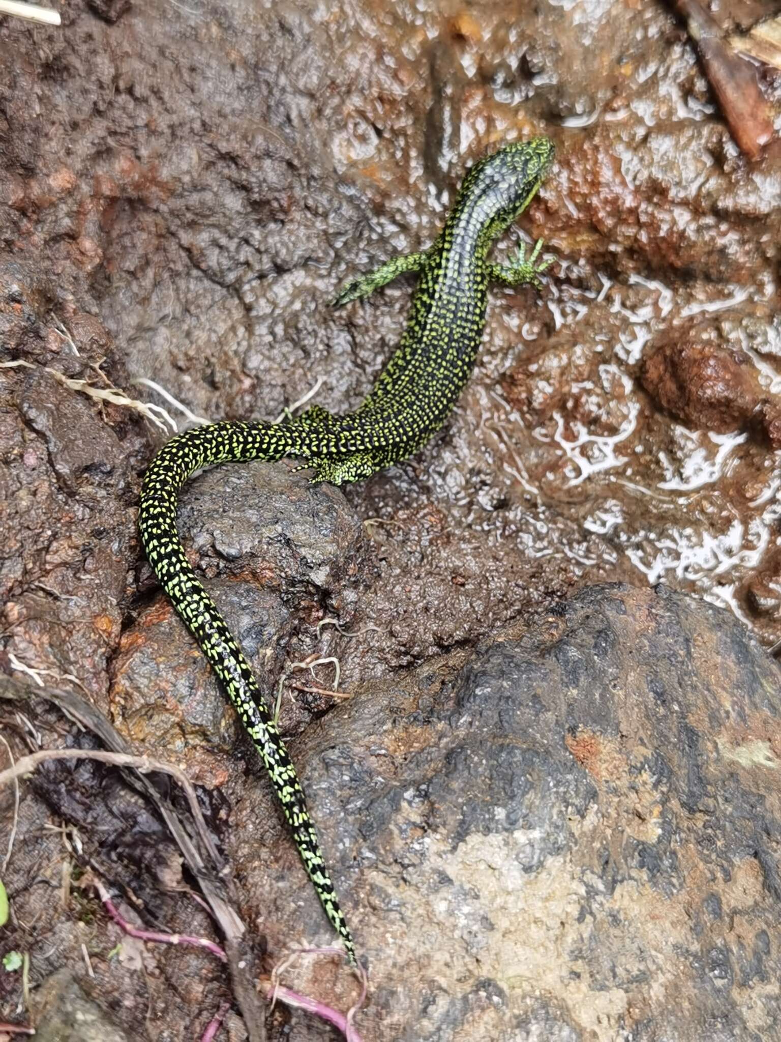 Image of Abronia monticola (Cope 1878)