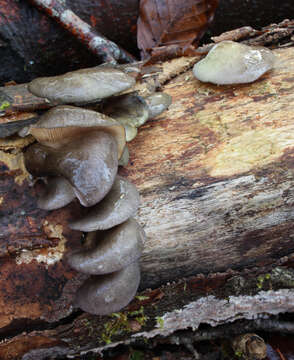 Image of Pleurotus ostreatus (Jacq.) P. Kumm. 1871