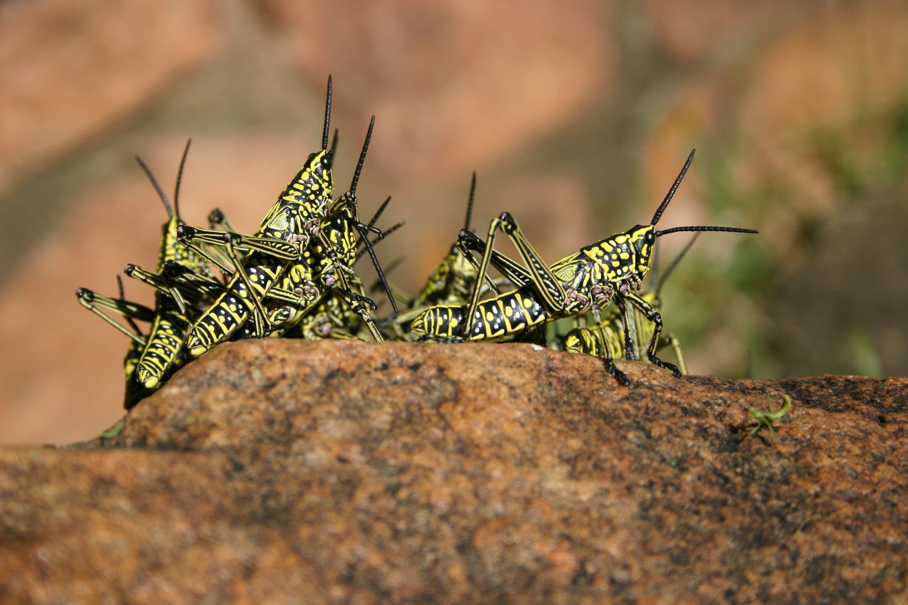 Plancia ëd Phymateus (Phymateus) viridipes Stål 1873