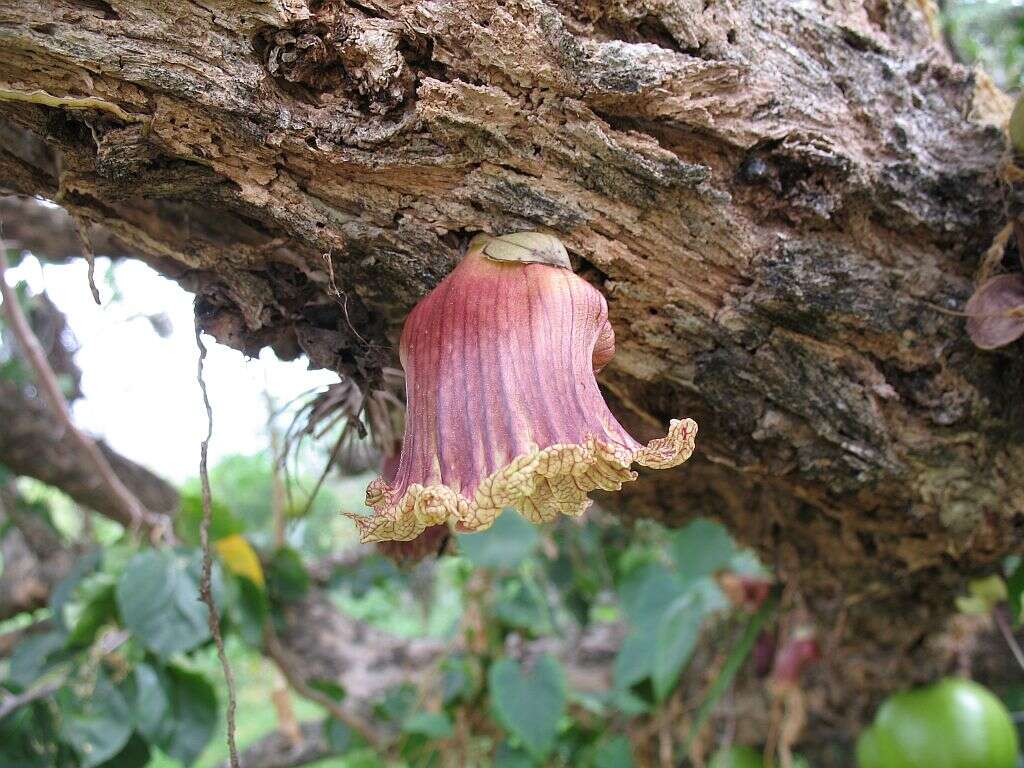 Image of common calabash tree