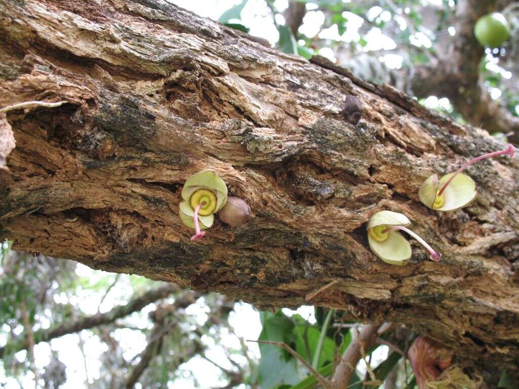 Image of common calabash tree