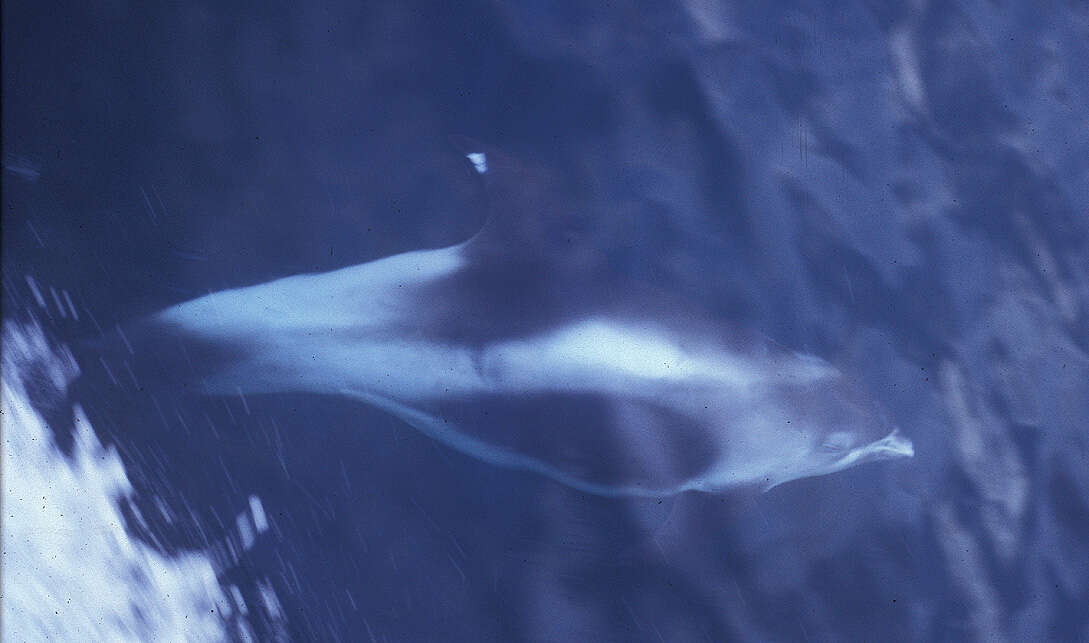 Image of White-beaked Dolphin