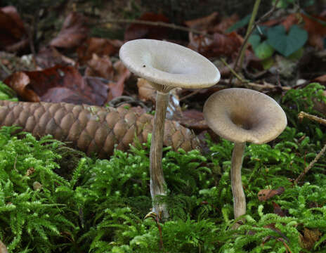 Image of Pseudoclitocybe cyathiformis (Bull.) Singer 1956