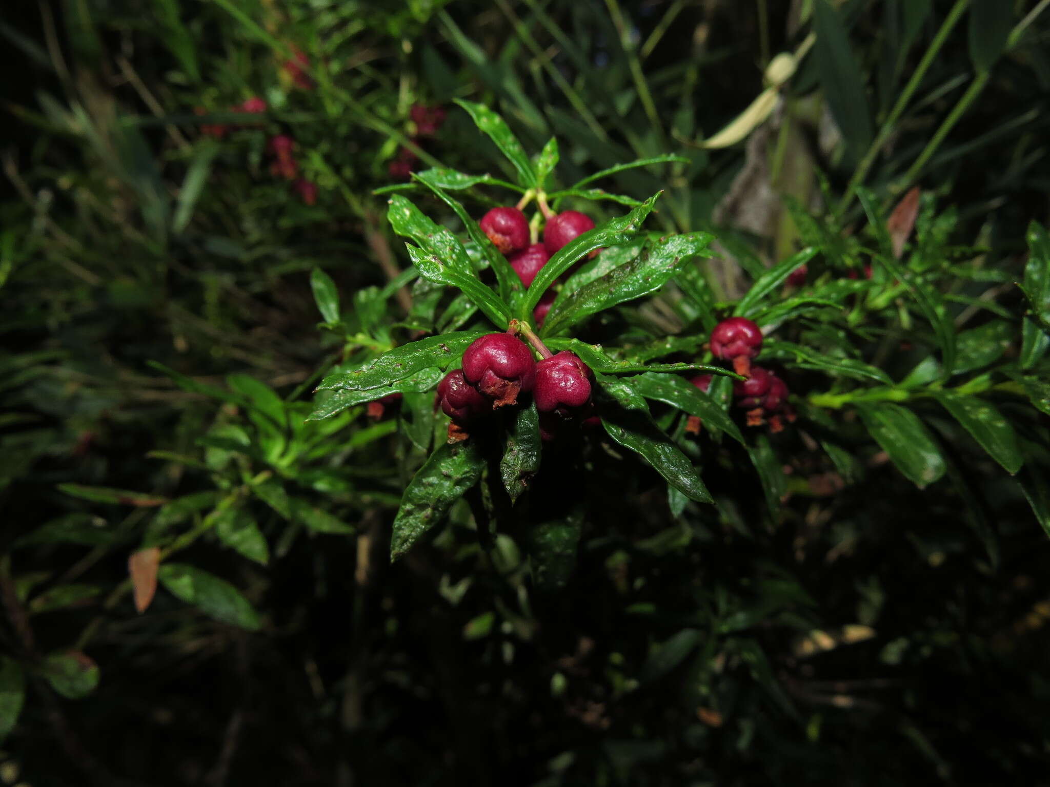 Sivun Gaultheria tenuifolia (R. Phil.) Sleum. kuva