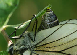 Image of Black-veined White