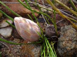 Image of Protea scorzonerifolia (Salisb. ex Knight) Rycroft