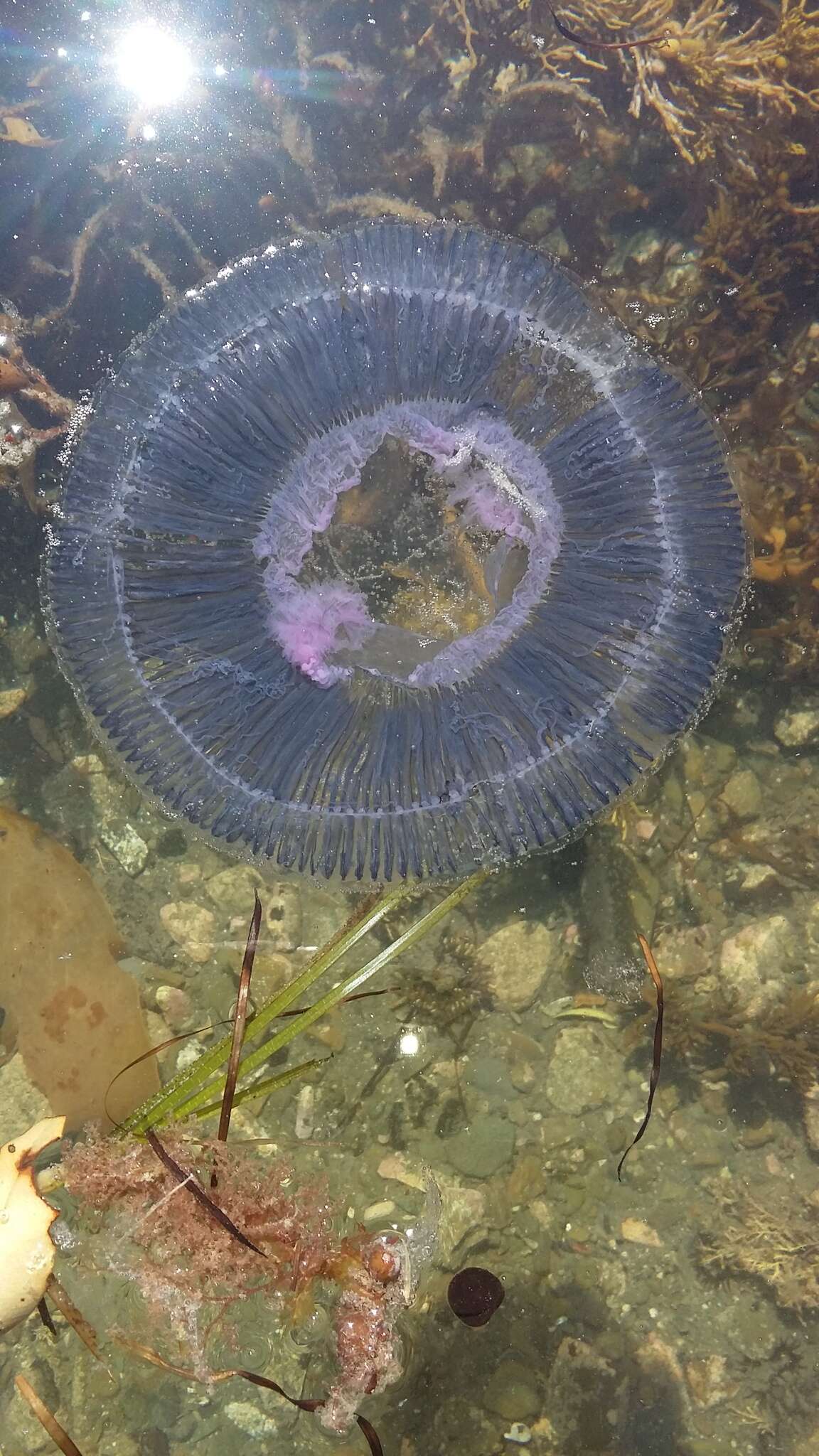 Image of crystal jelly