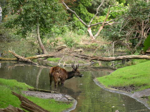 Image of Phillipine Spotted Deer