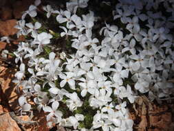 Image of mat prickly phlox