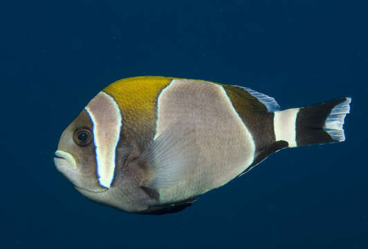 Image of Wide-band Anemonefish