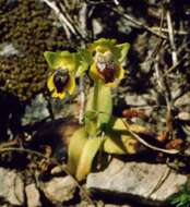 Image of Yellow Ophrys