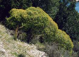 Слика од Euphorbia dendroides L.