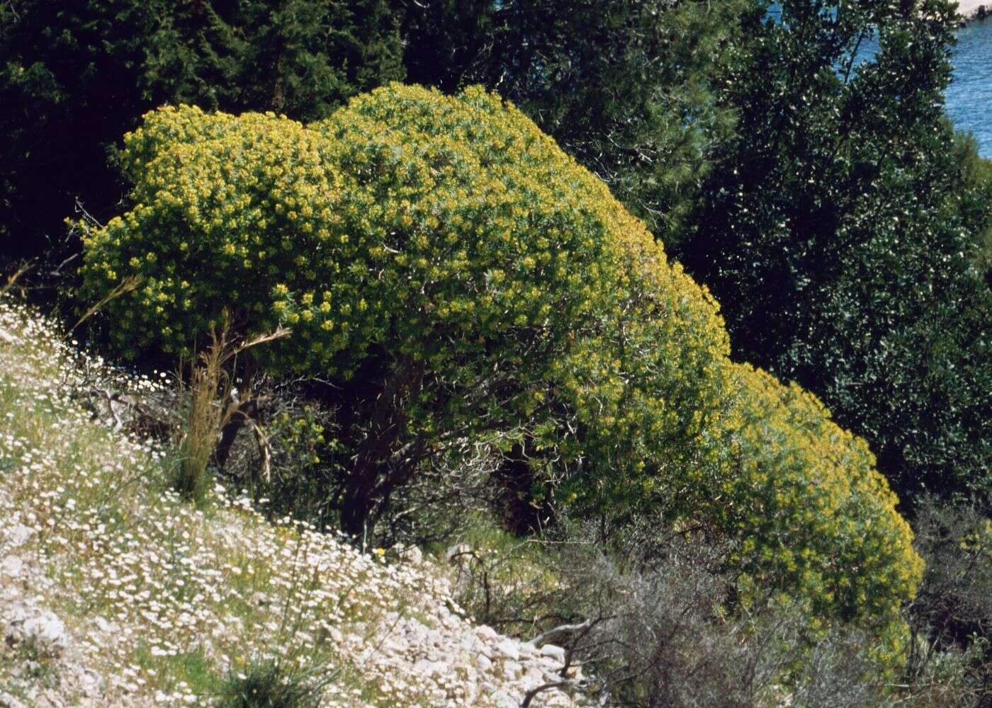 Слика од Euphorbia dendroides L.