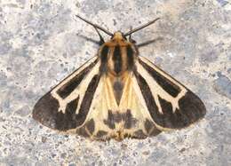 Image of Carlotta's Tiger Moth