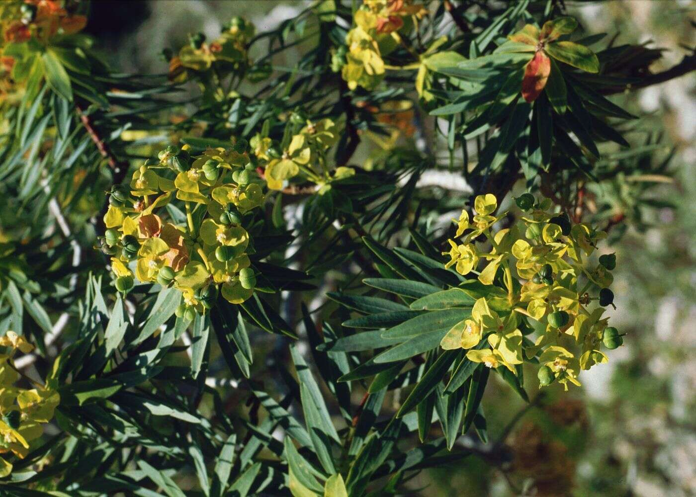 Слика од Euphorbia dendroides L.