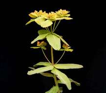 Euphorbia epithymoides L. resmi